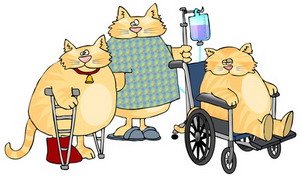 лечение кошек, болезни кошек, как лечить кошку самому Болезни кошек и их лечение